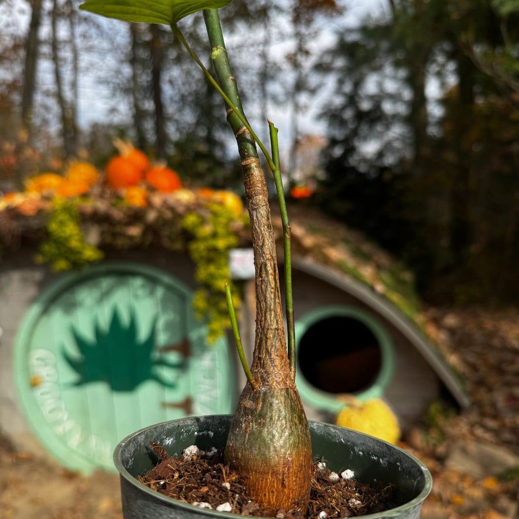 Pseudobombax ellipticum | Limited Release