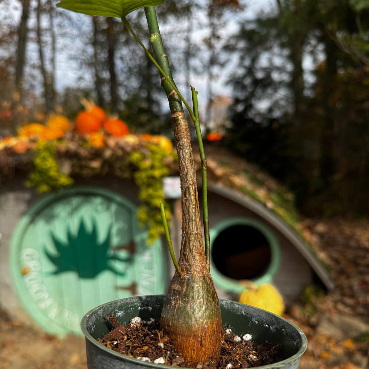 Pseudobombax ellipticum | Limited Release