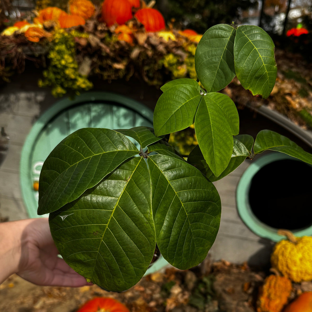 Pseudobombax ellipticum | Limited Release