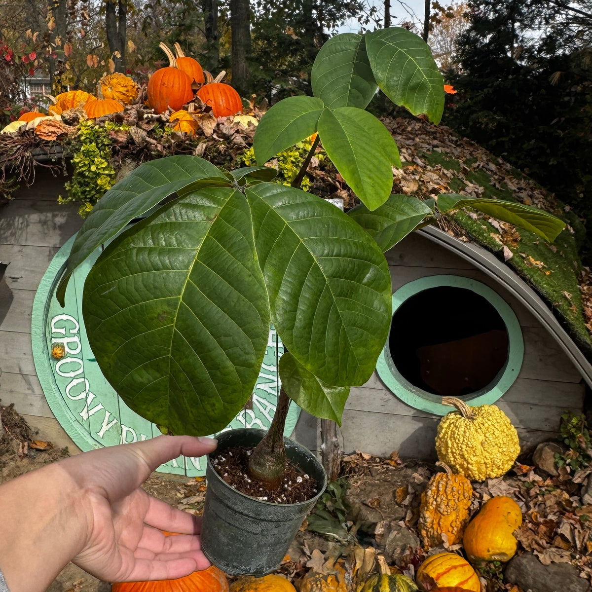 Pseudobombax ellipticum | Limited Release