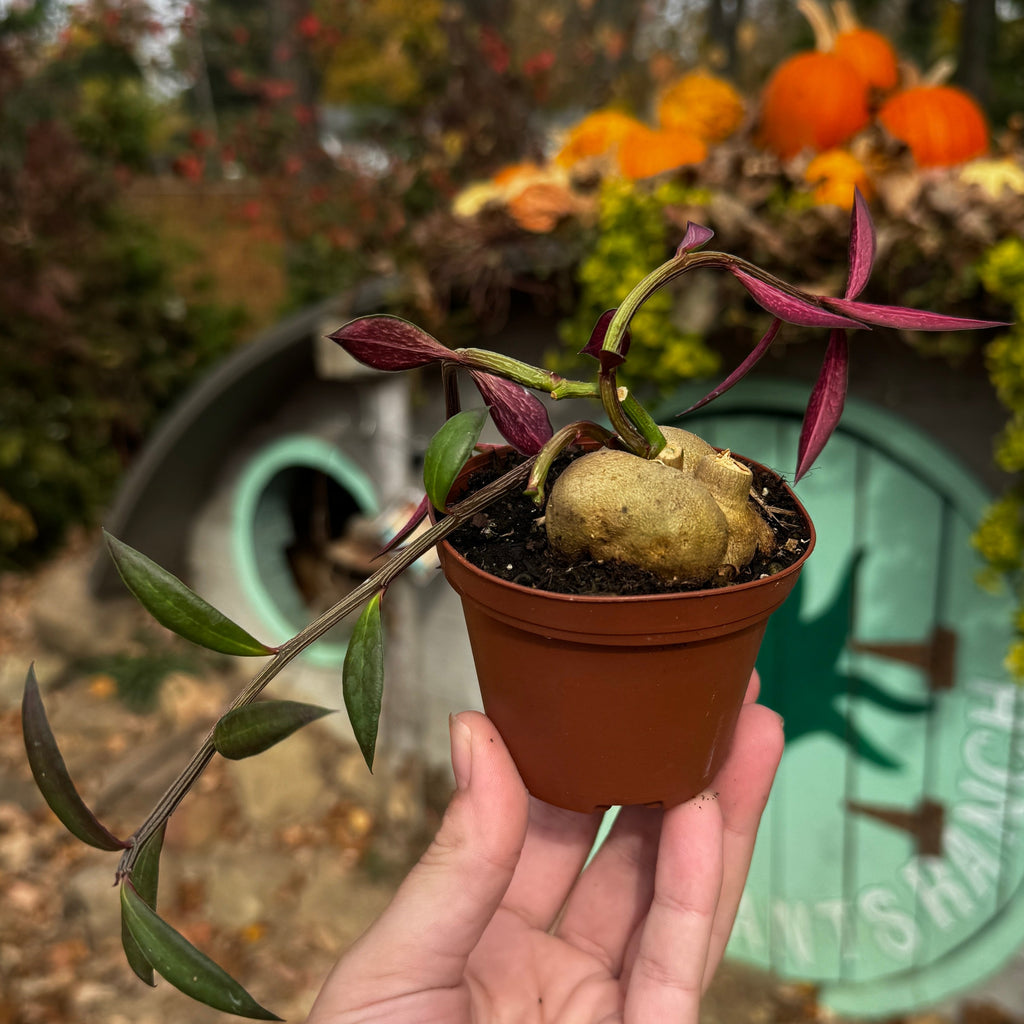 Euphorbia Red Monadenium | Euphorbia neorubella