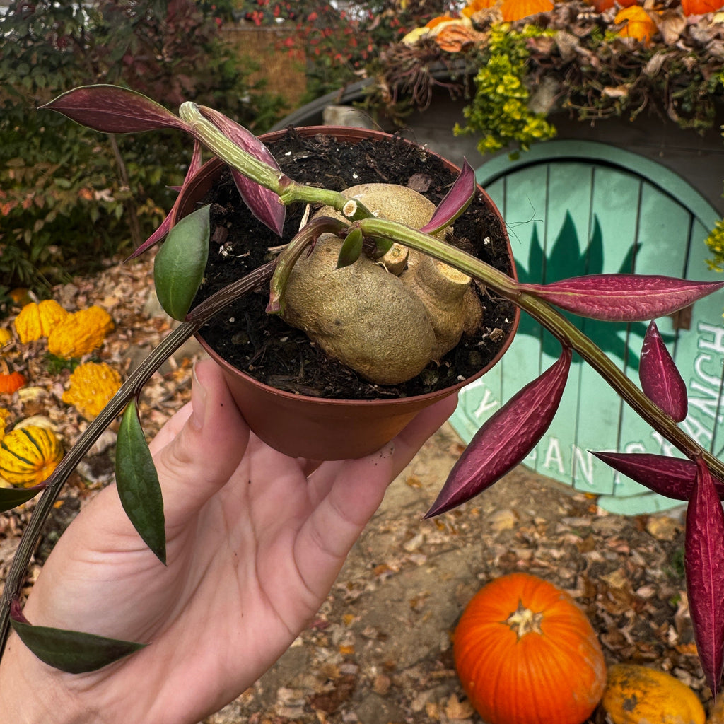 Euphorbia Red Monadenium | Euphorbia neorubella