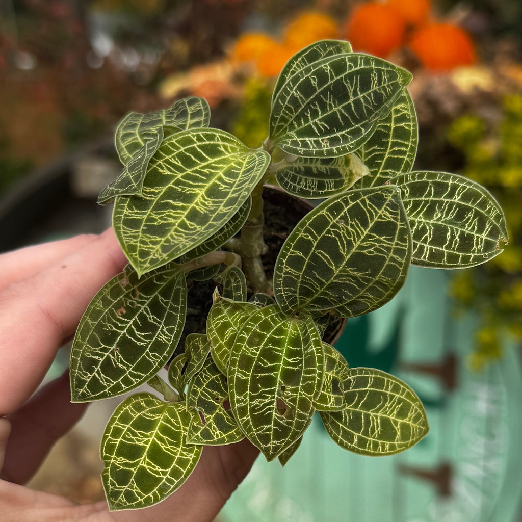Lightening Bolt Jewel Orchid | Macodes Petola