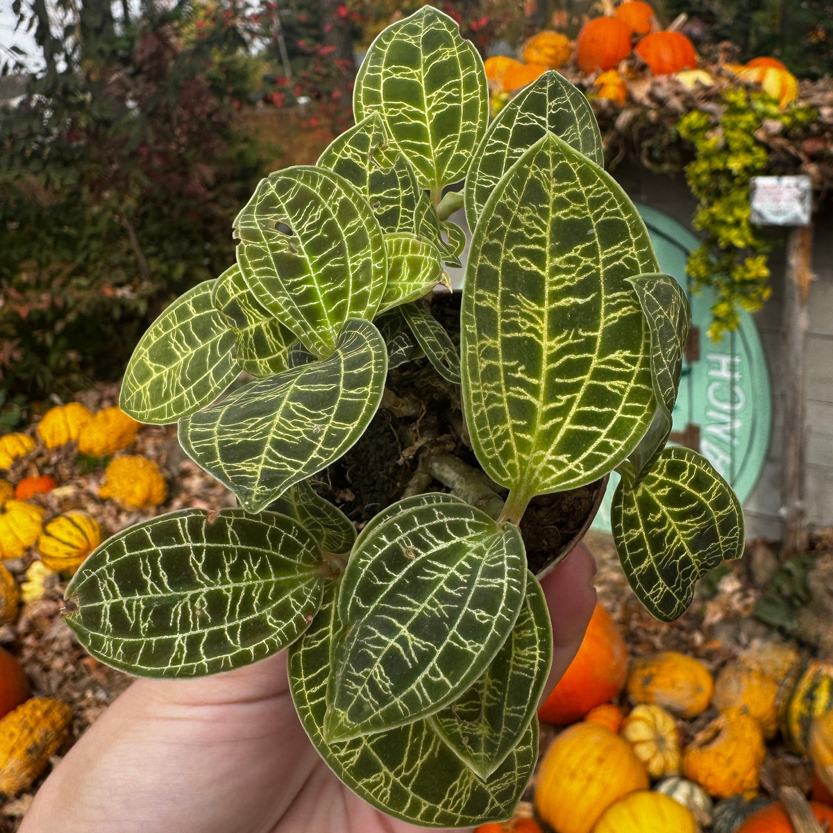 Lightening Bolt Jewel Orchid | Macodes Petola