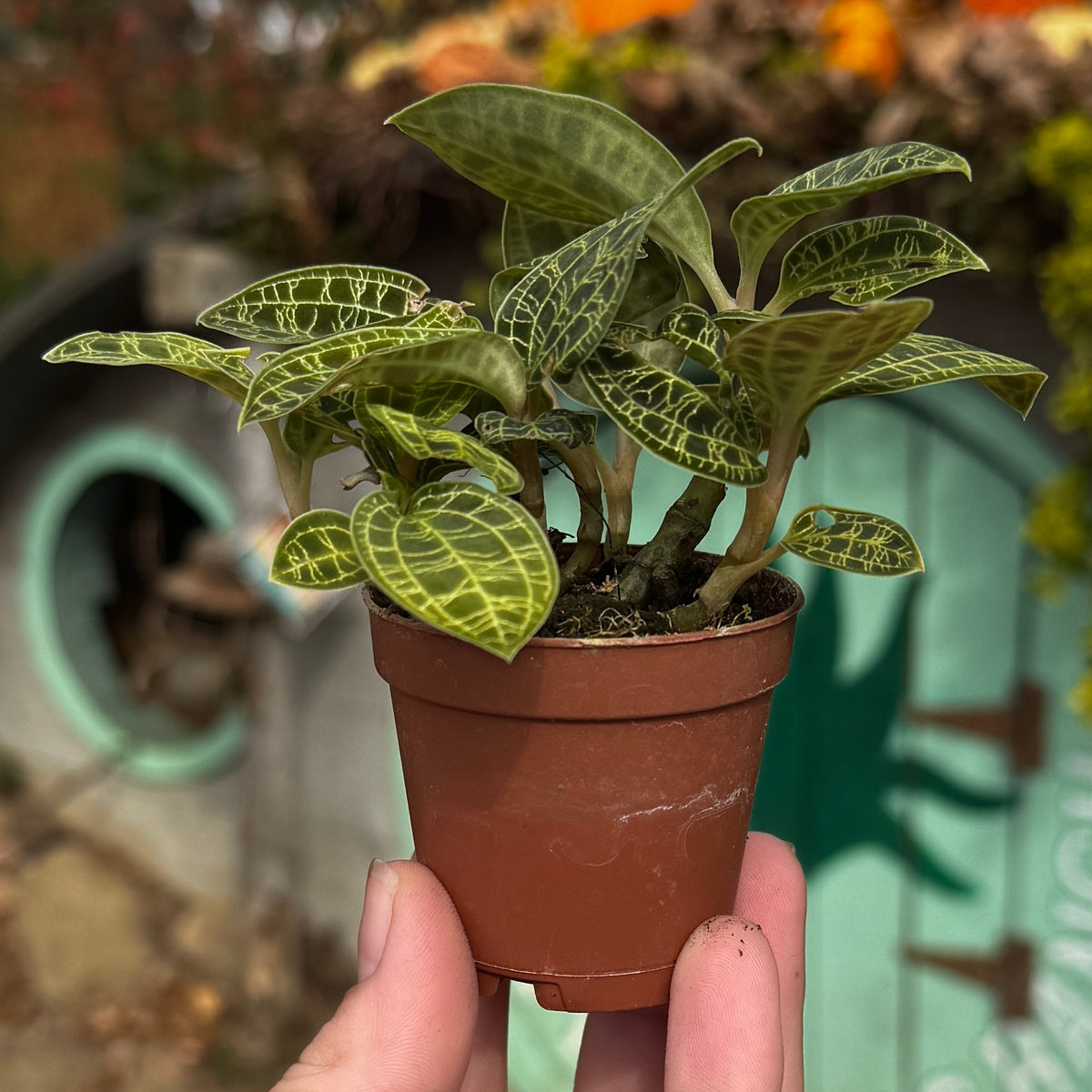 Lightening Bolt Jewel Orchid | Macodes Petola