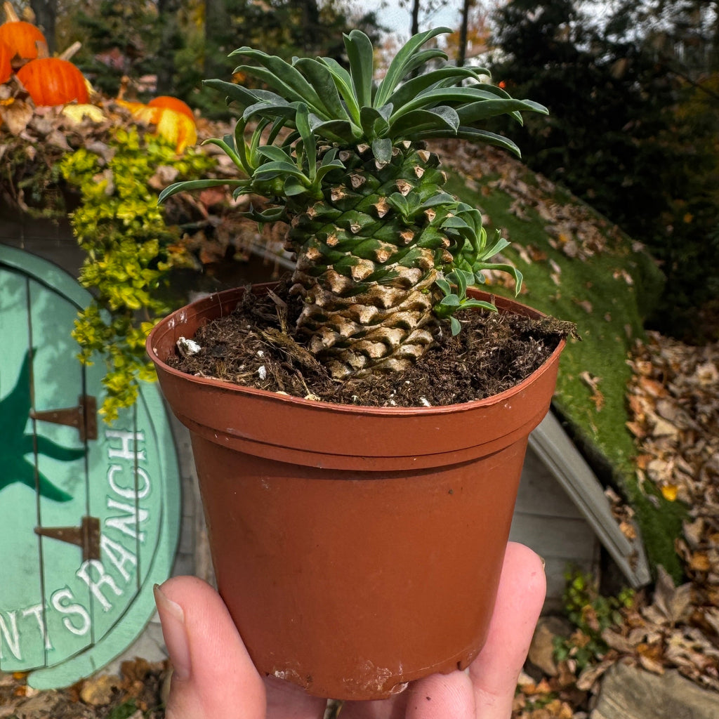 Pineapple Cacti | Euphorbia Hypoagea