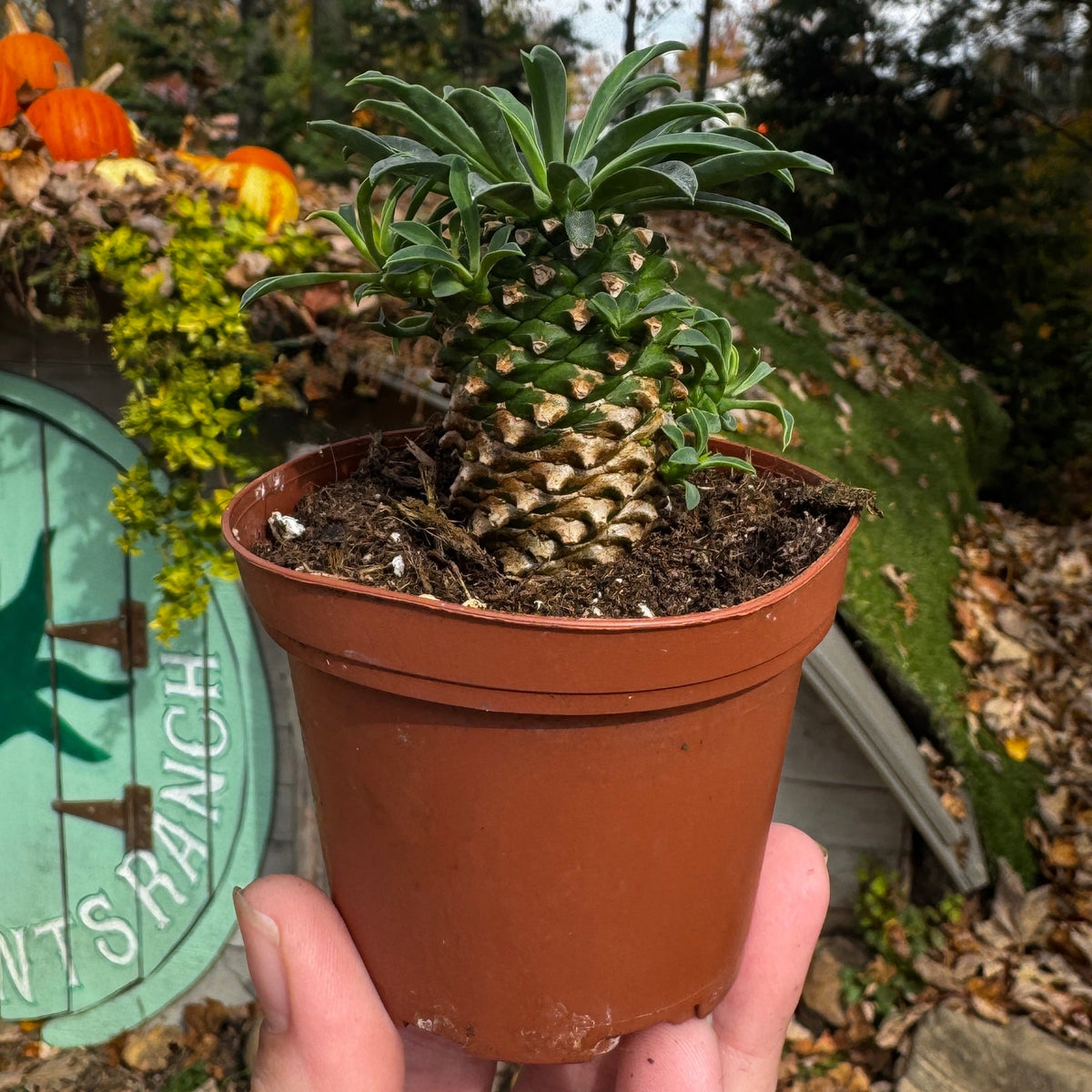 Pineapple Cacti | Euphorbia Hypoagea