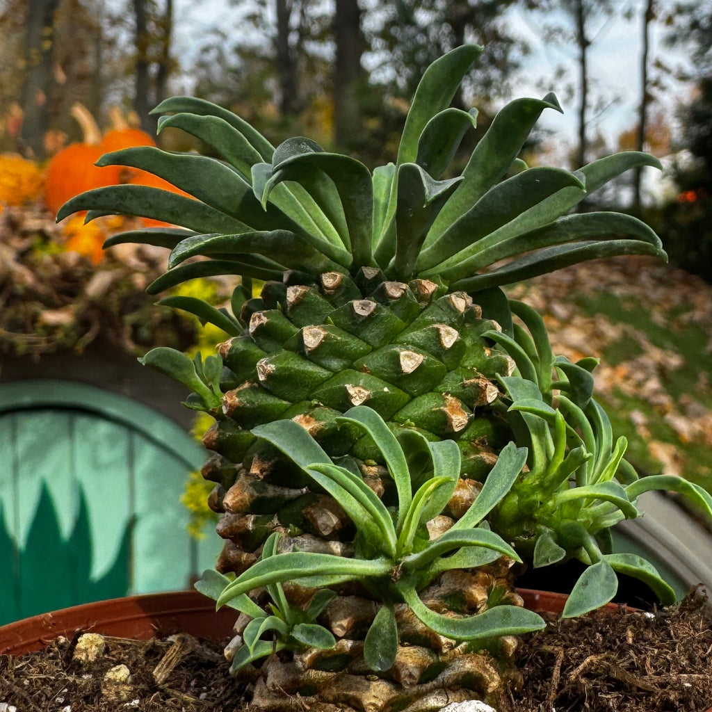 Pineapple Cacti | Euphorbia Hypoagea