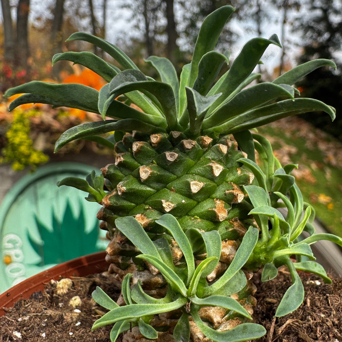Pineapple Cacti | Euphorbia Hypoagea