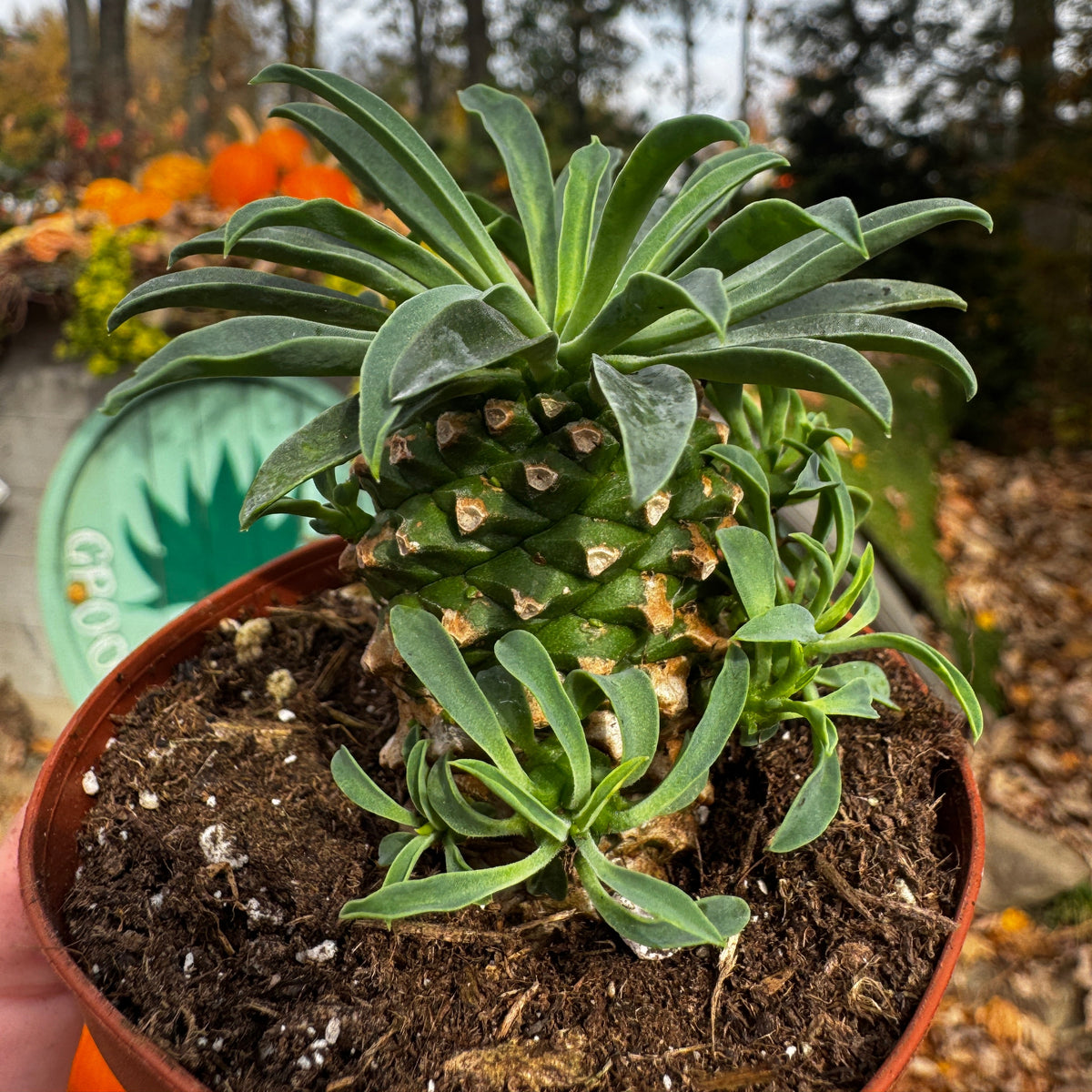 Pineapple Cacti | Euphorbia Hypoagea
