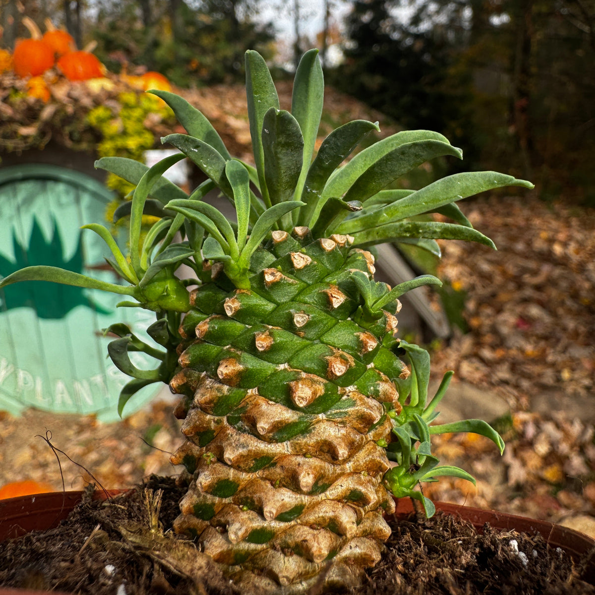 Pineapple Cacti | Euphorbia Hypoagea