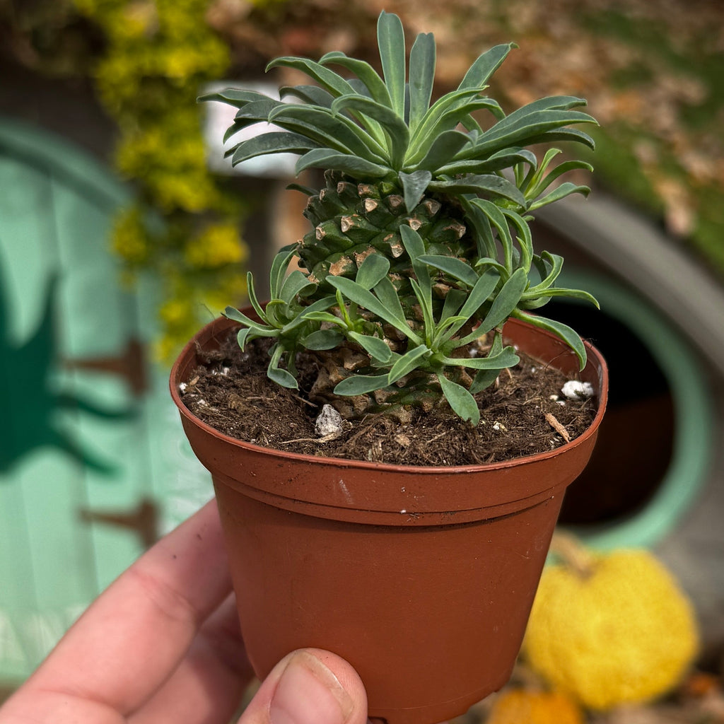 Pineapple Cacti | Euphorbia Hypoagea