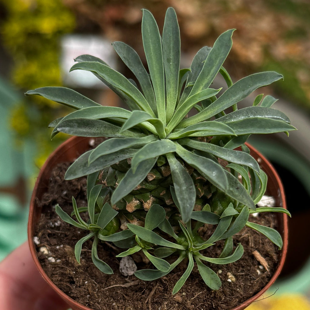 Pineapple Cacti | Euphorbia Hypoagea