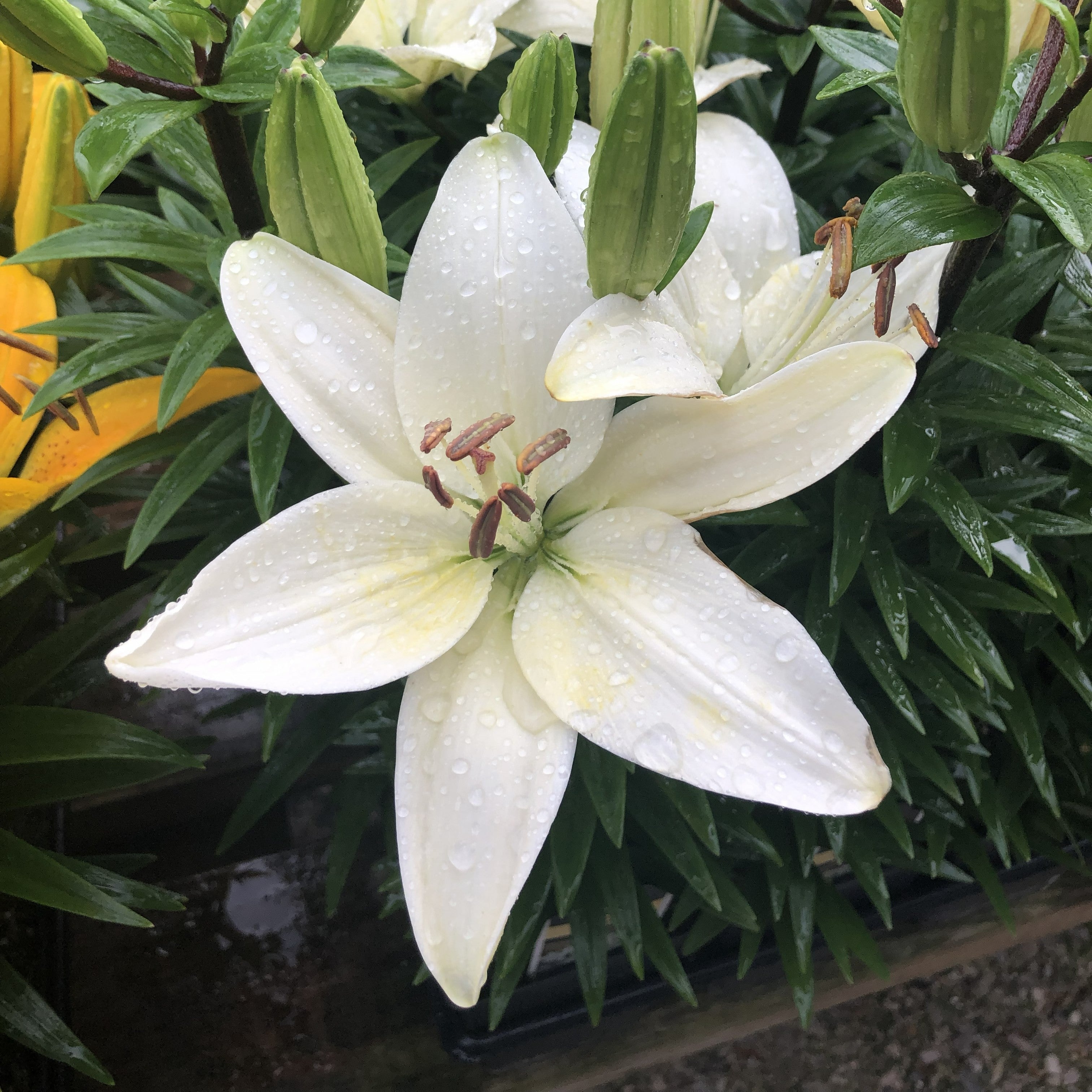 Lily Bash – The Groovy Plants Ranch LLC