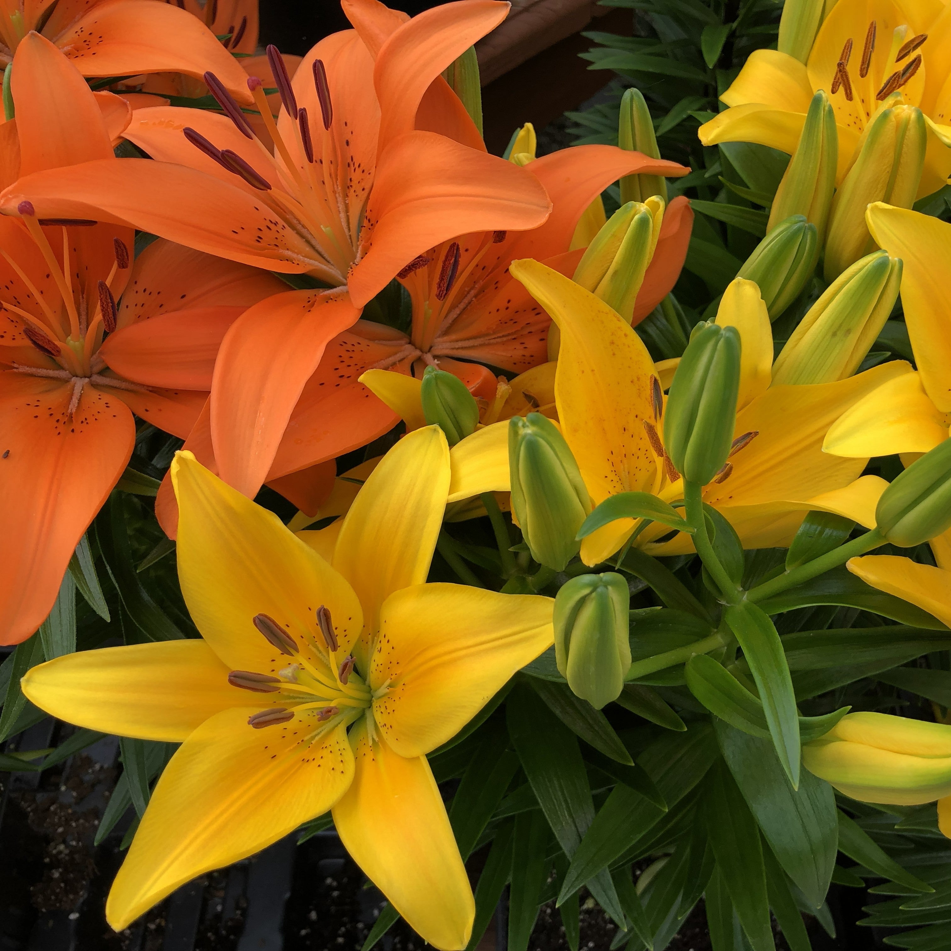 Lily Bash – The Groovy Plants Ranch LLC