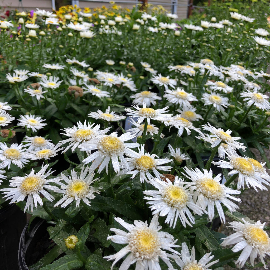Shasta Daisy 'Carpet Angel®'