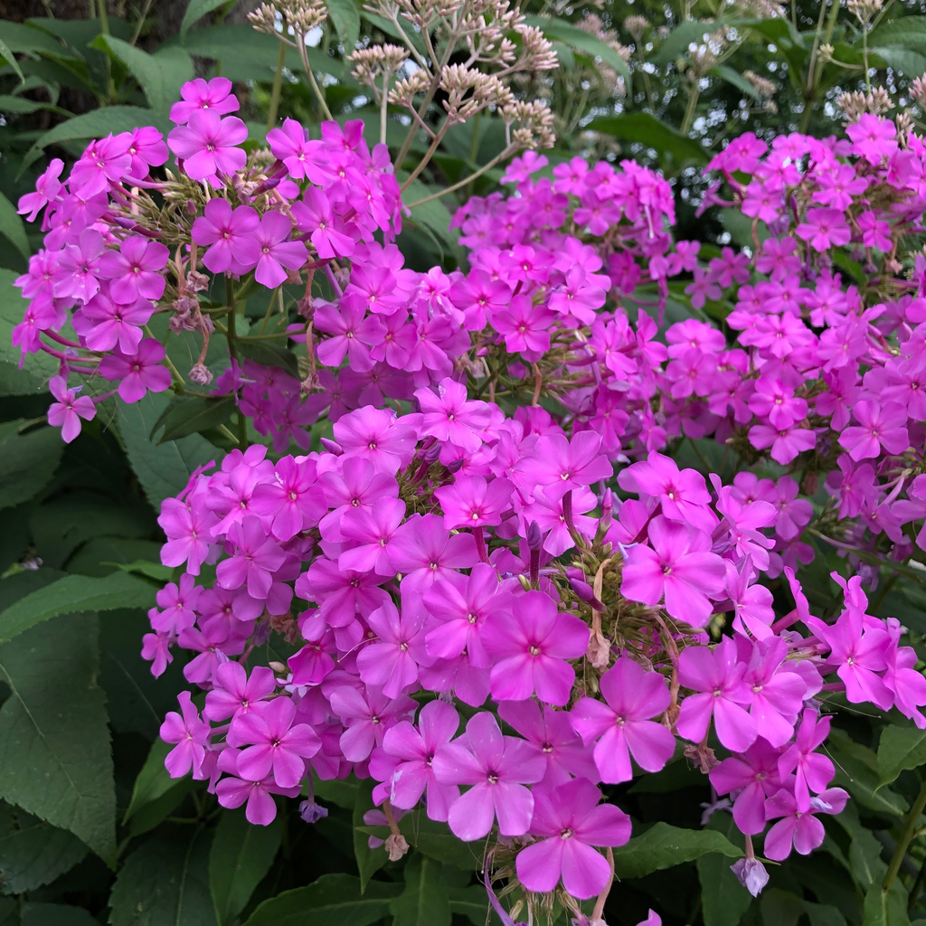Phlox paniculata 'Jeana'