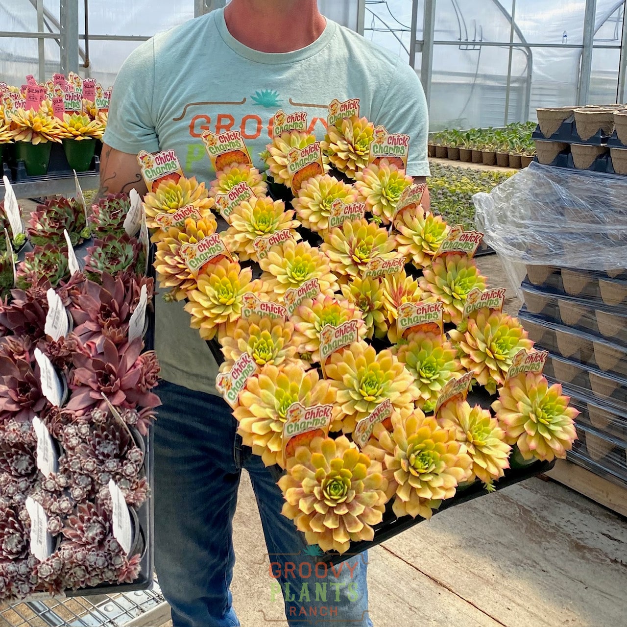 2024 Spring Ordering At Groovy Plants Ranch – The Groovy Plants Ranch LLC