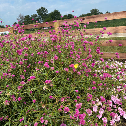 The Globe Amaranth Collection ~ Cut Flower Garden of 24 Hefty Plants for Preorder