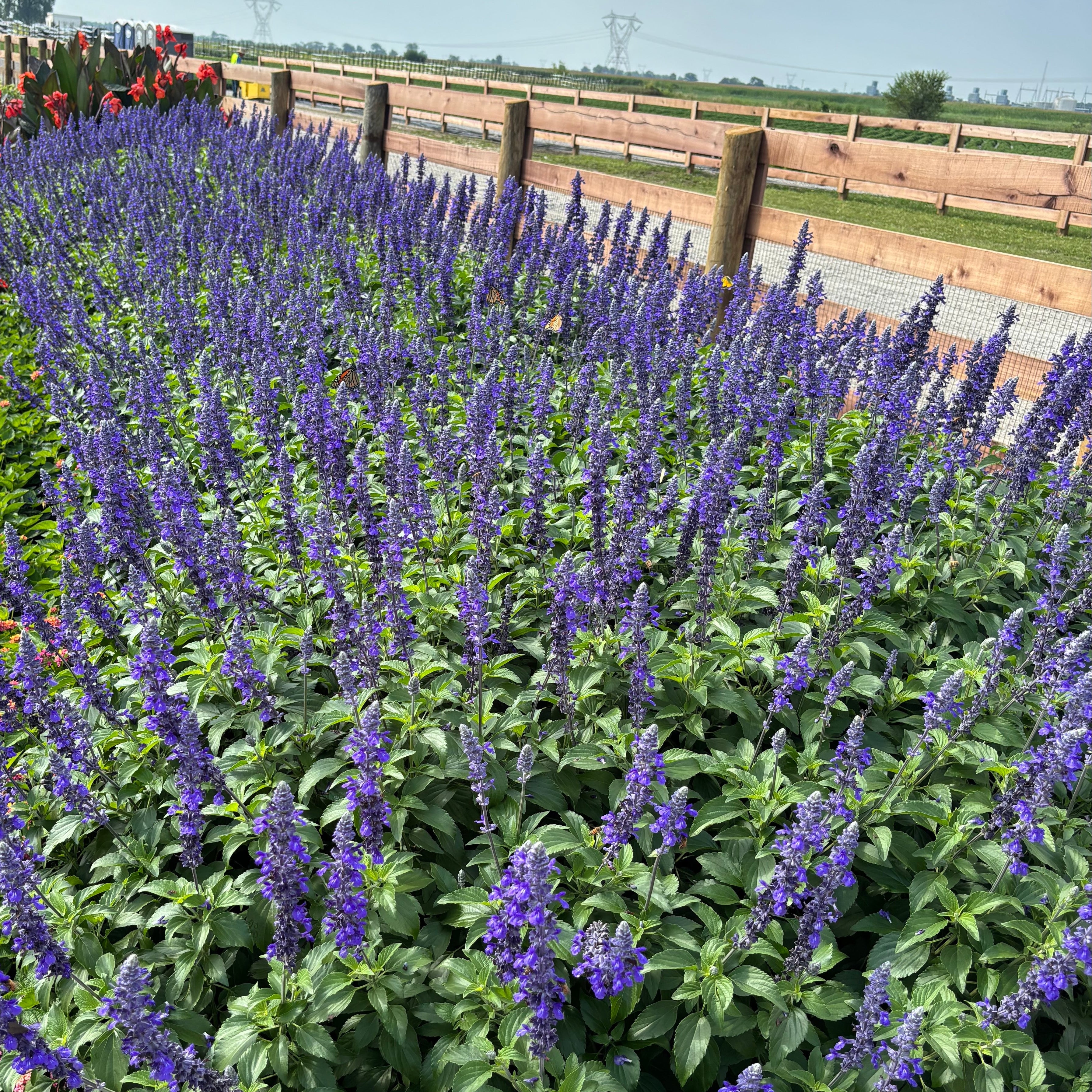 Salvia 'Mystic Spires' ~ Trio of 3 Hefty Plants for Preorder
