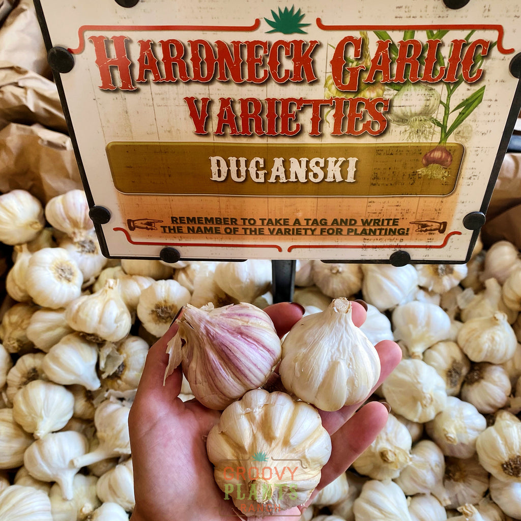 Garlic | Duganski Hardneck - Pickup October 16th - 19th