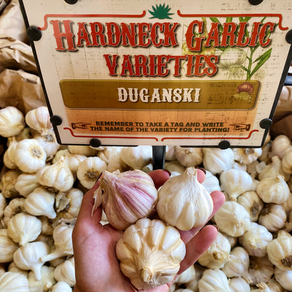 Garlic | Duganski Hardneck - Pickup October 18th & 19th