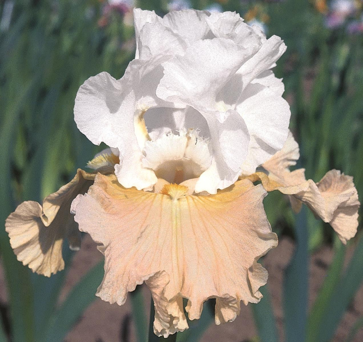 Preorder Iris 'Champagne Elegance' | APRIL PICKUP ONLY!
