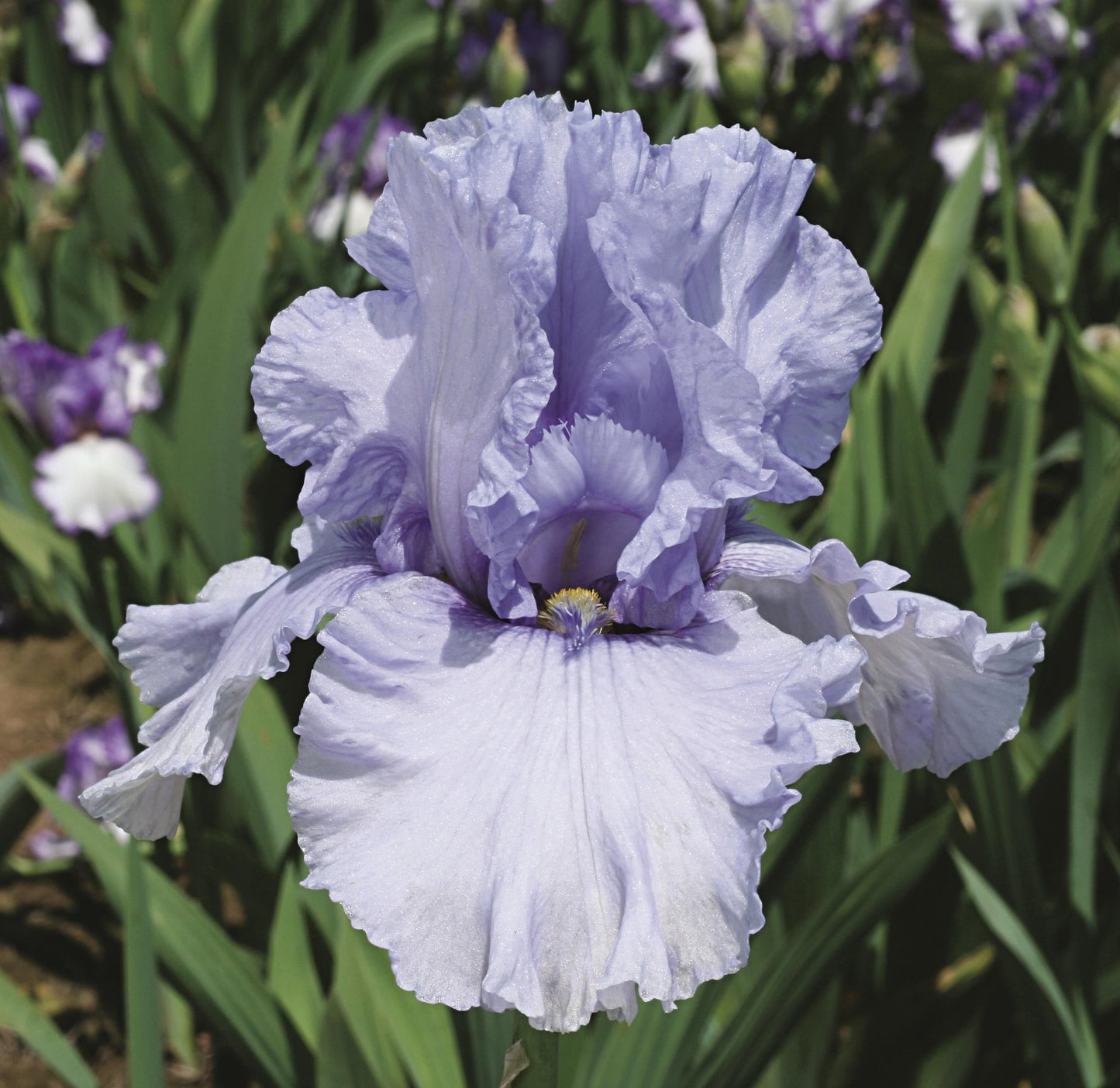 Preorder Iris 'Sea of Love' | APRIL PICKUP ONLY!