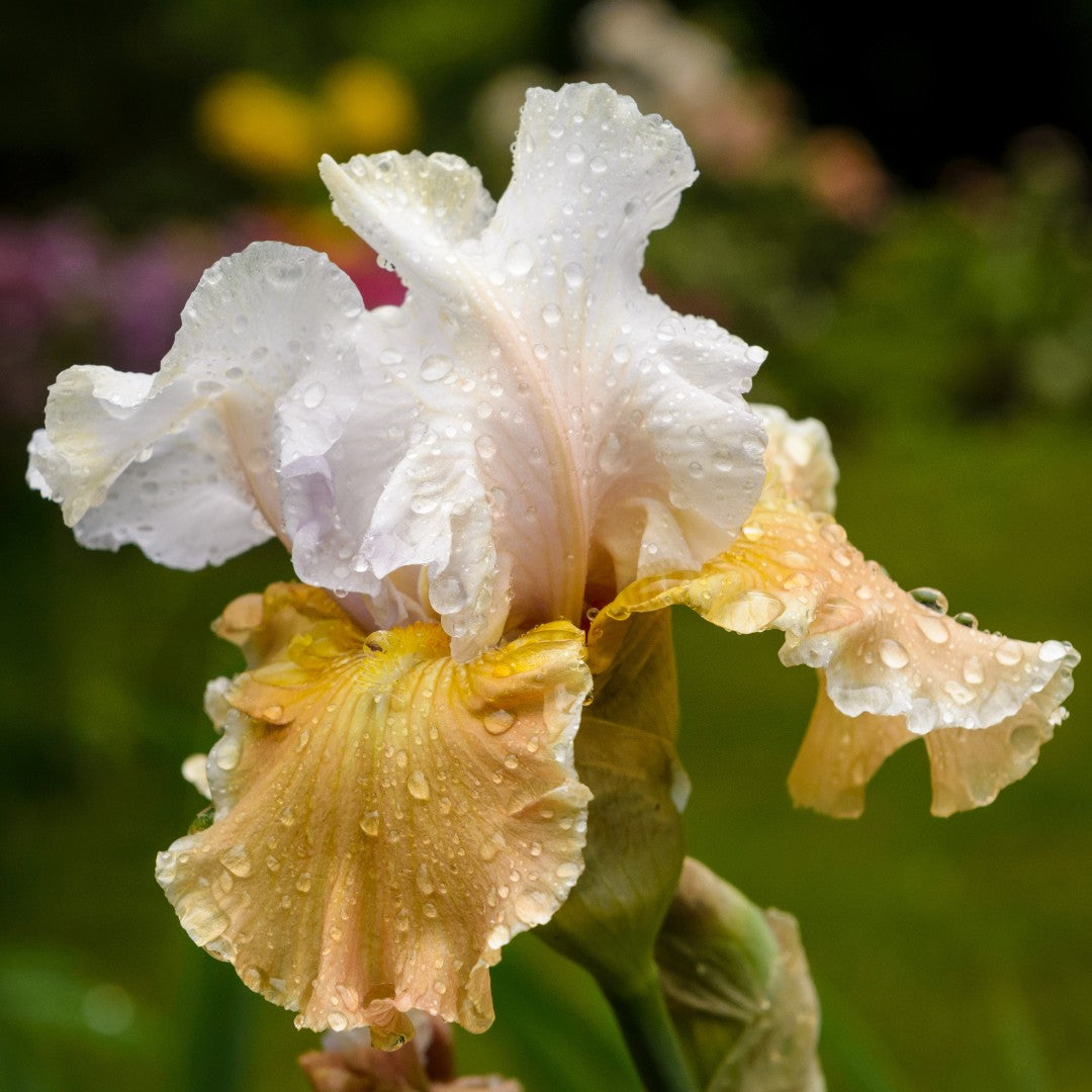 Preorder Iris 'Champagne Elegance' | APRIL PICKUP ONLY!