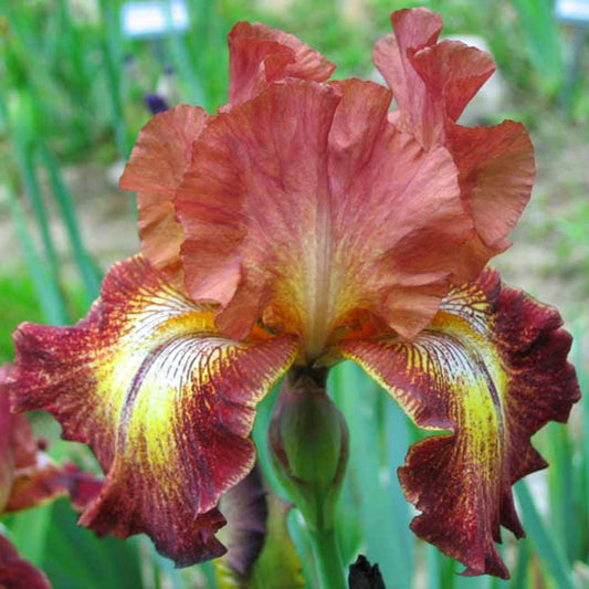 Preorder Iris 'Paprika Fono' | APRIL PICKUP ONLY!