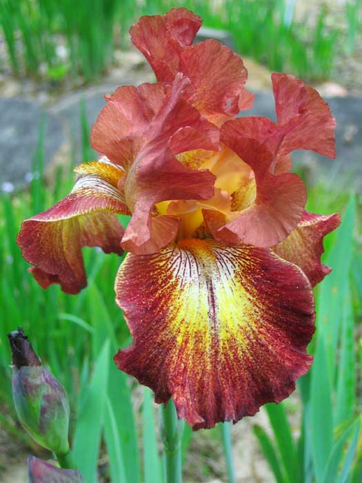 Preorder Iris 'Paprika Fono' | APRIL PICKUP ONLY!