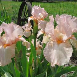 Preorder Iris 'Pink Attraction' | APRIL PICKUP ONLY!