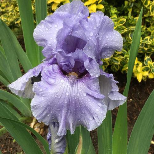 Preorder Iris 'Sea of Love' | APRIL PICKUP ONLY!