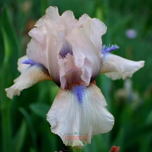 Bearded Iris 'Concertina'