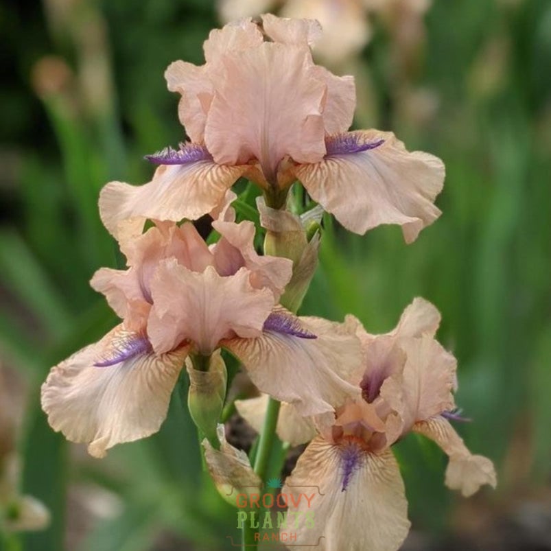 Bearded Iris 'Concertina'