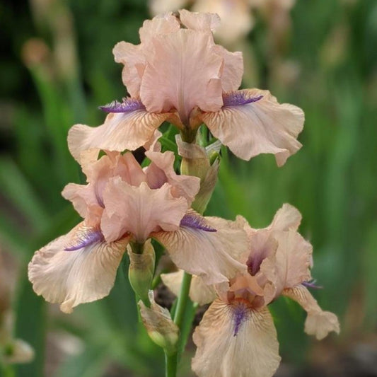 Preorder Iris 'Concertina' | APRIL PICKUP ONLY!