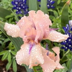 Bearded Iris 'Concertina'