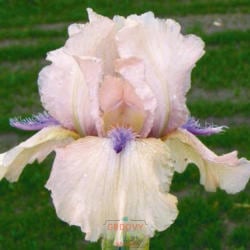 Bearded Iris 'Concertina'