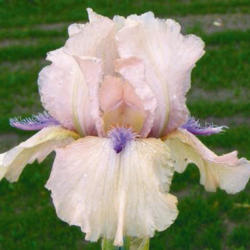 Preorder Iris 'Concertina' | APRIL PICKUP ONLY!