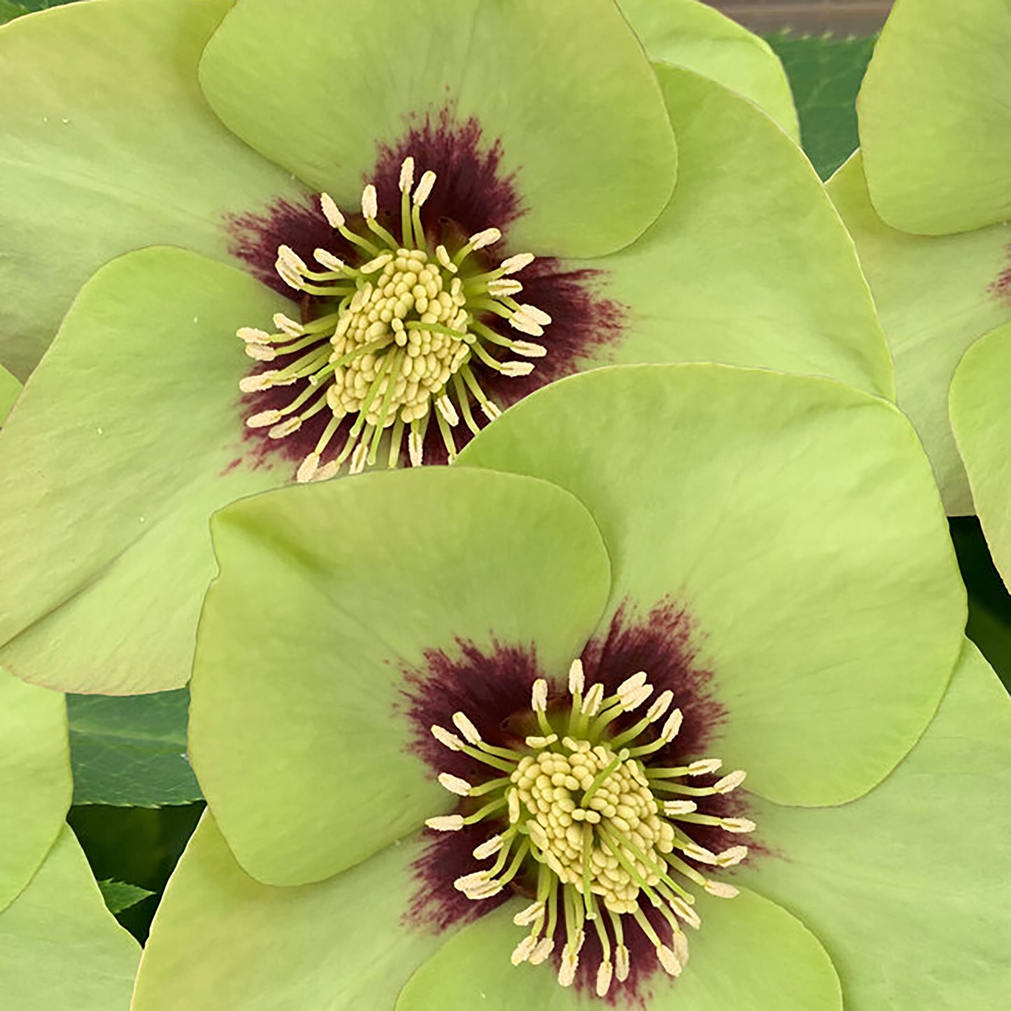 Helleborus 'Irish Luck'