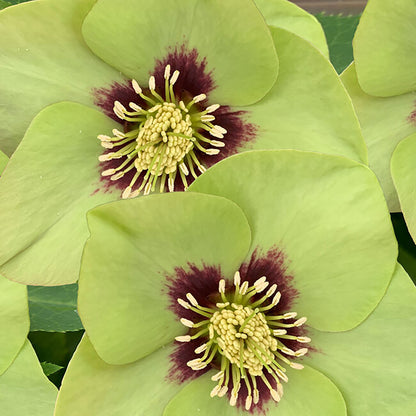 Helleborus 'Irish Luck'