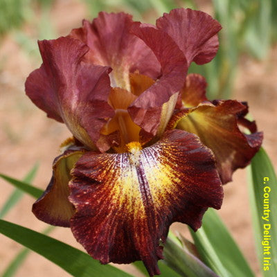 Preorder Iris 'Paprika Fono' | APRIL PICKUP ONLY!