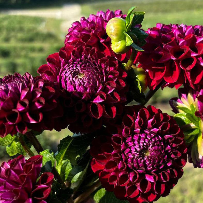 'Ivanetti' Dahlia ~ 3 Tubers