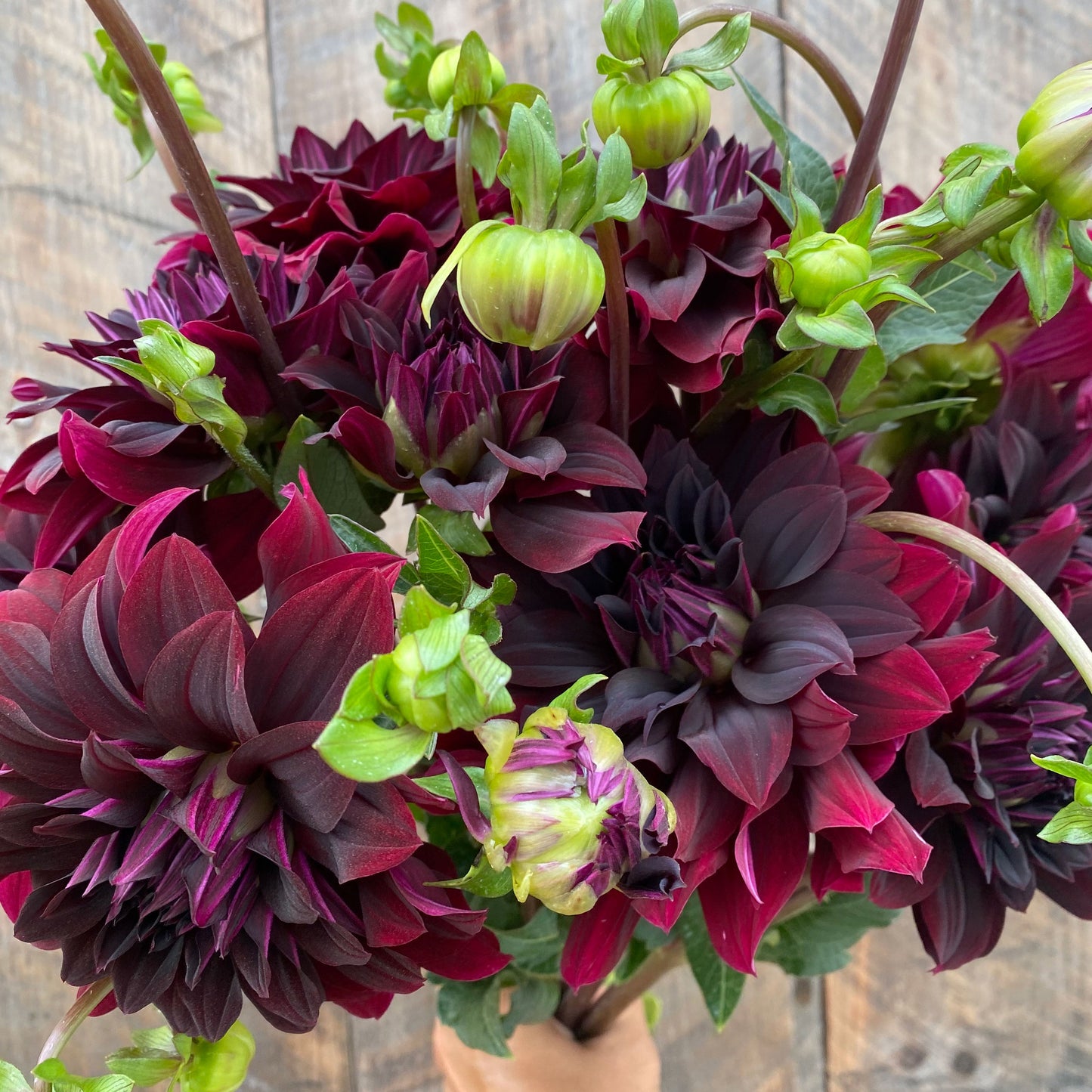 'Ivanetti' Dahlia ~ 3 Tubers