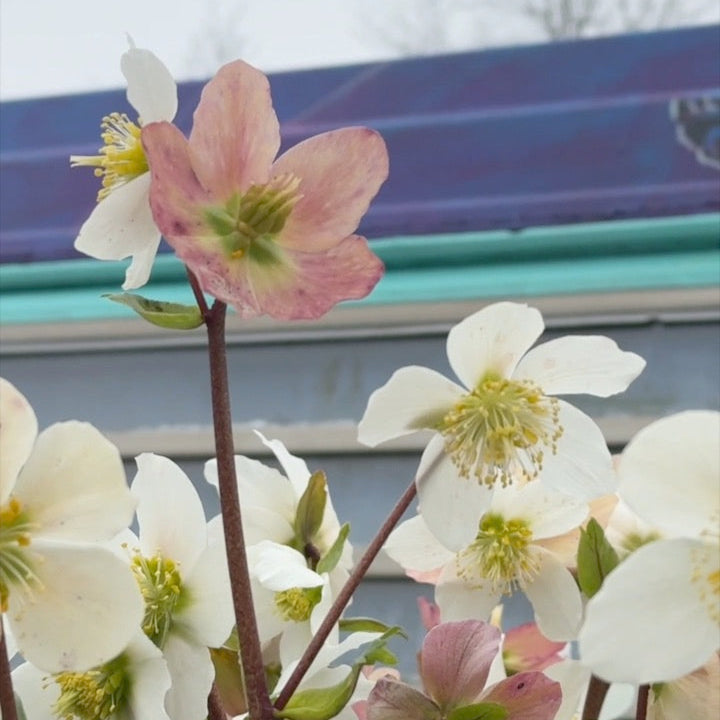 Helleborus 'Jacob'