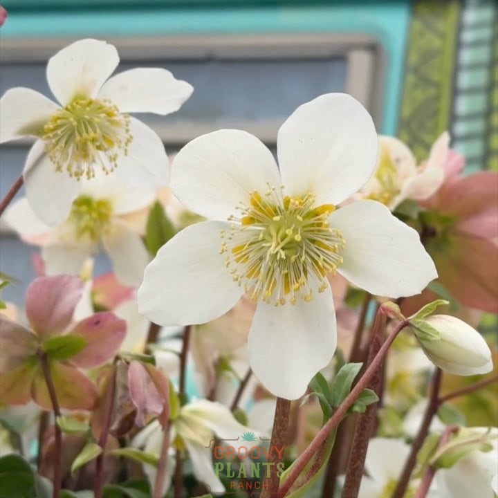 Helleborus Gold Collection® 'Jacob'