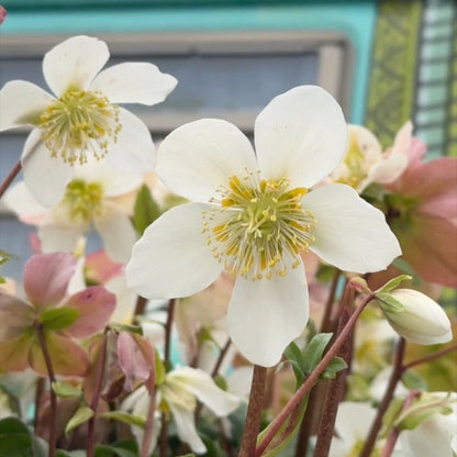 Helleborus 'Jacob'