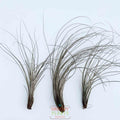 Tillandsia Juncea