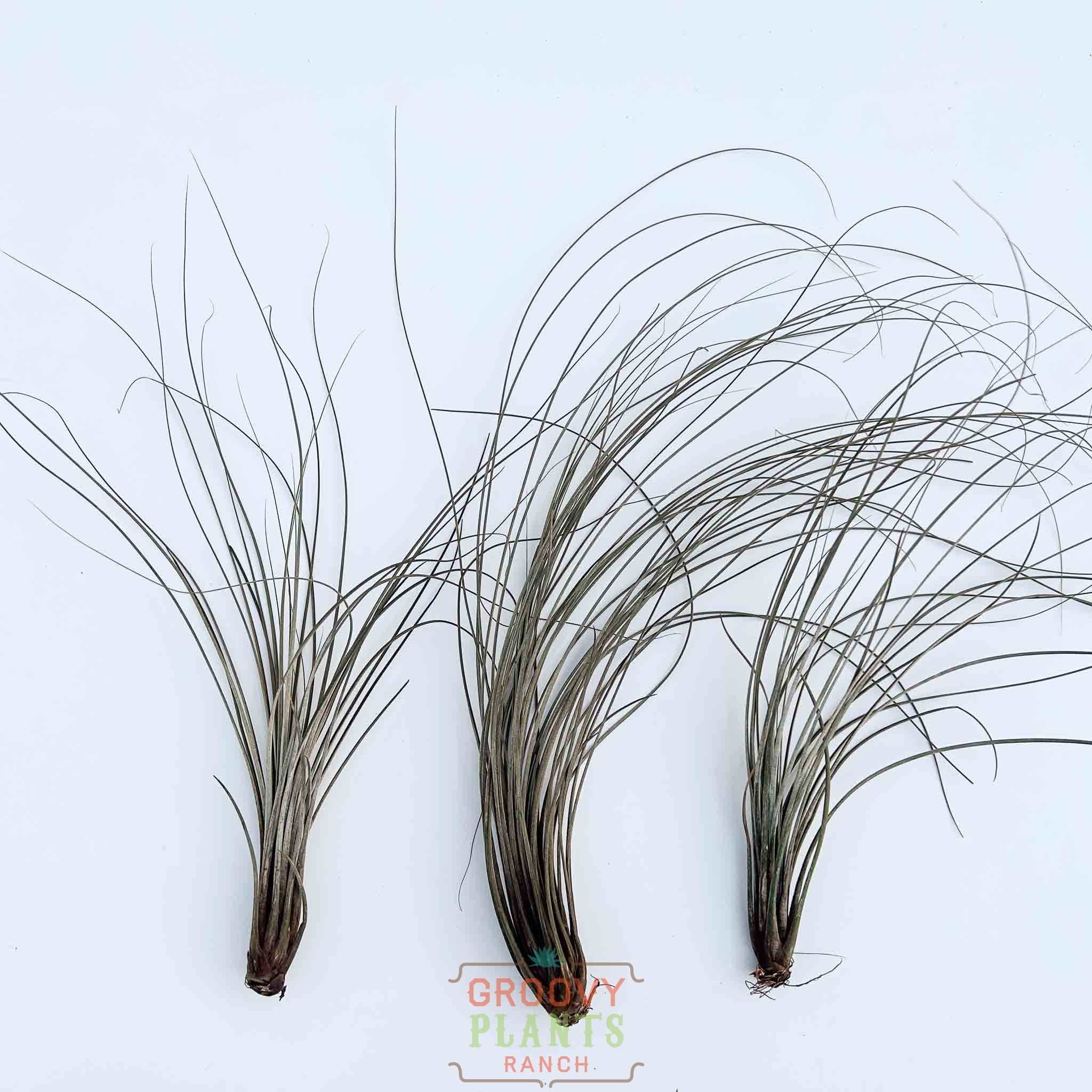 Tillandsia Juncea