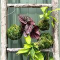 Cuckoo for Kokedama Workshop l Nov 5th 3:30pm
